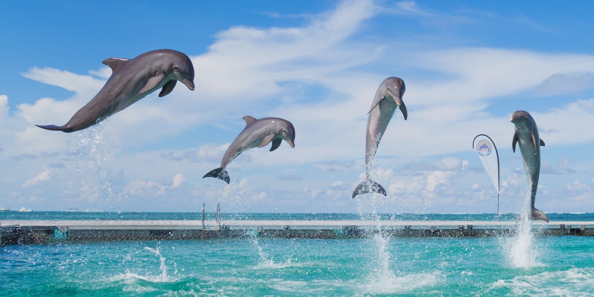 Delfines saltando sobre el agua